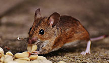 24 Hour & Emergency Exterminators in Winwood, AZ